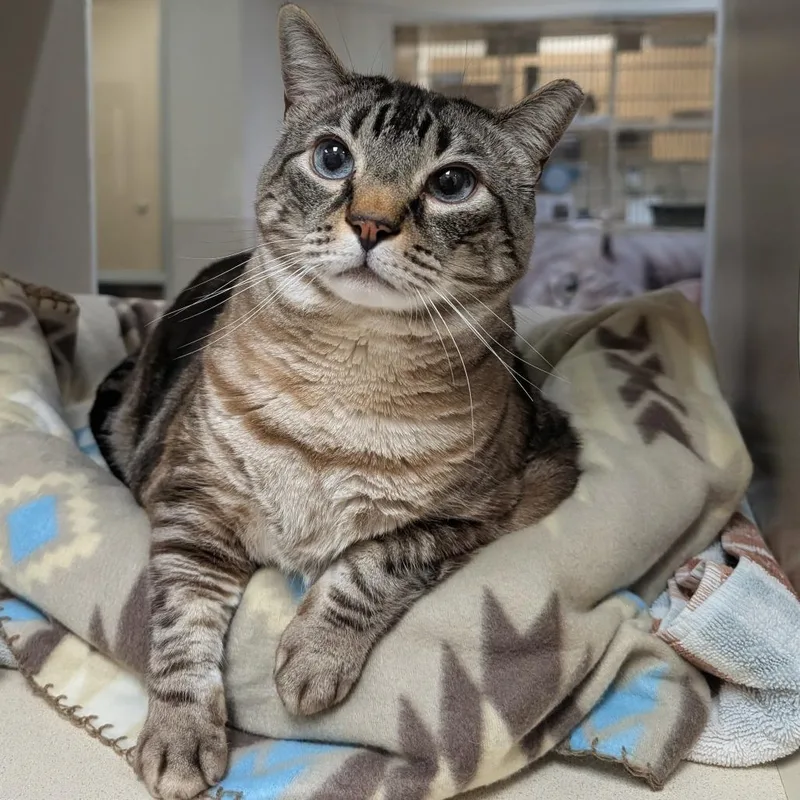 Macgyver thumbnail 2