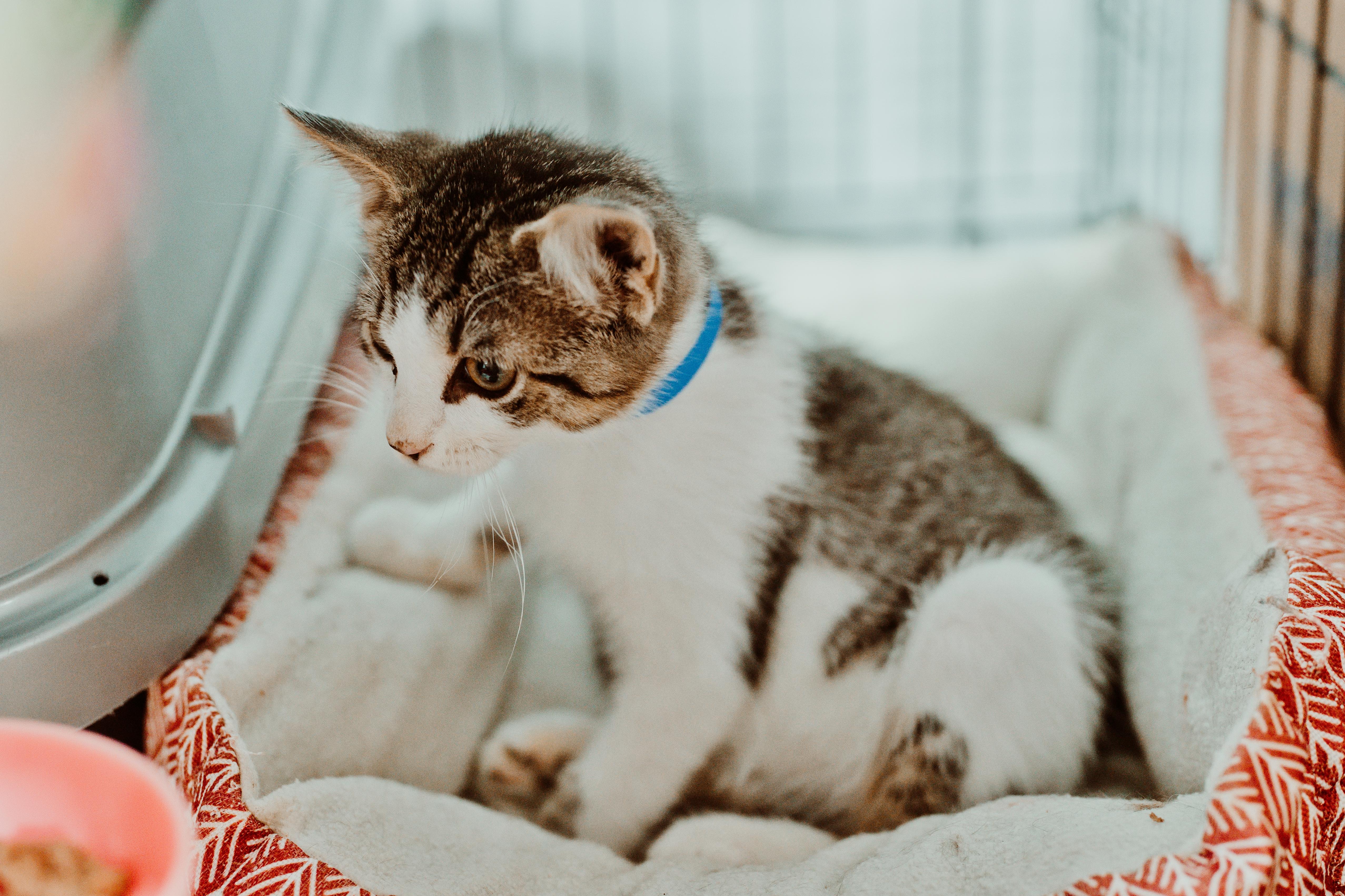 A baby medium-sized male Domestic Short Hair cat named Patches for adoption in Le Mars, IA