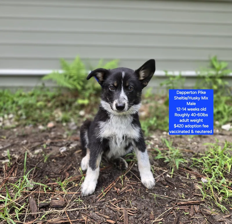 A baby medium-sized male Shetland Sheepdog / Sheltie dog named Dapperton Pike for adoption in Oviedo, FL