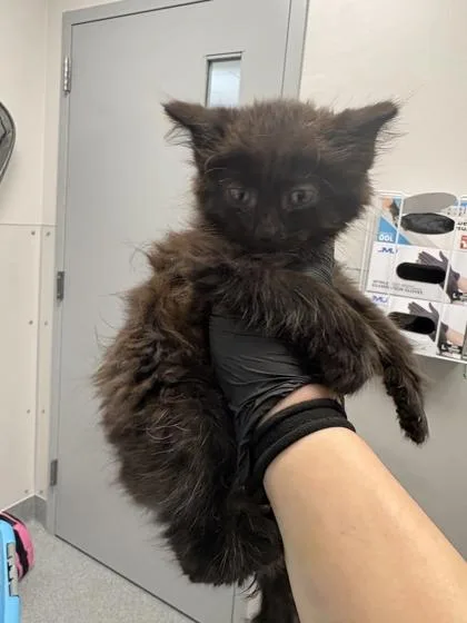 A baby small-sized female Domestic Short Hair cat named Sweet Tart for adoption in Sevierville, TN