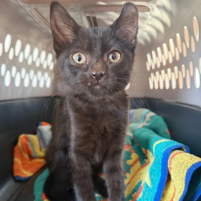 A baby small-sized female Black Domestic Short Hair cat named Flip for adoption in St. Helena, CA