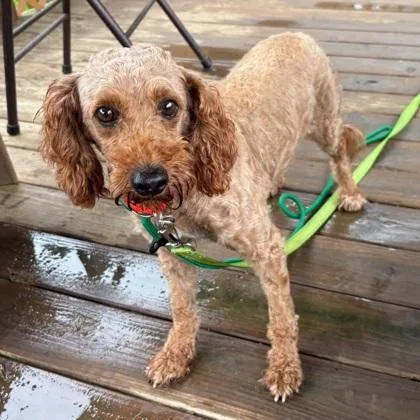 An adult small-sized female Yellow / Tan / Blond / Fawn Miniature Poodle dog named Melody for adoption in Phoenixville, PA