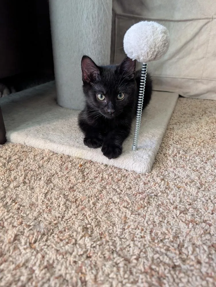 A baby small-sized male Black Domestic Short Hair cat named Guacamole for adoption in Westfield, WI