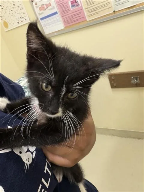 A baby small-sized male Domestic Short Hair cat named Six for adoption in Fremont, CA