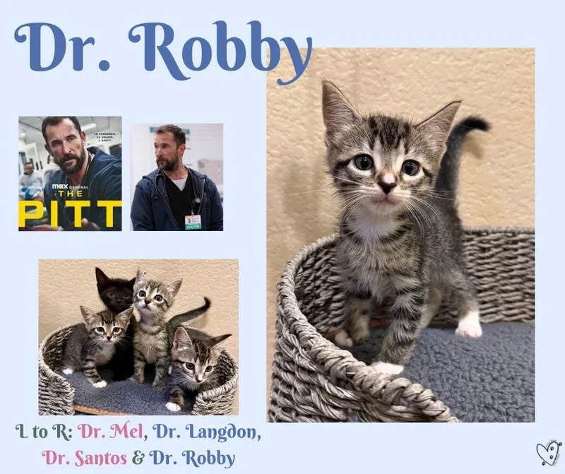 Dr. Robby thumbnail 2