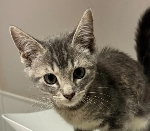 A baby small-sized male Domestic Short Hair cat named Earthquake for adoption in Oakland, CA
