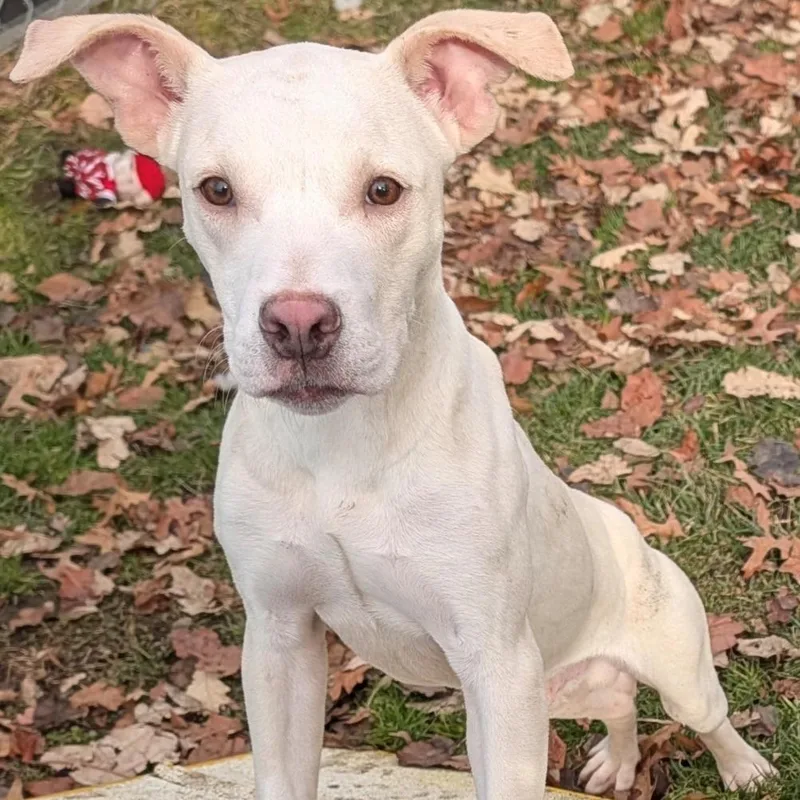 Pistachio thumbnail 2