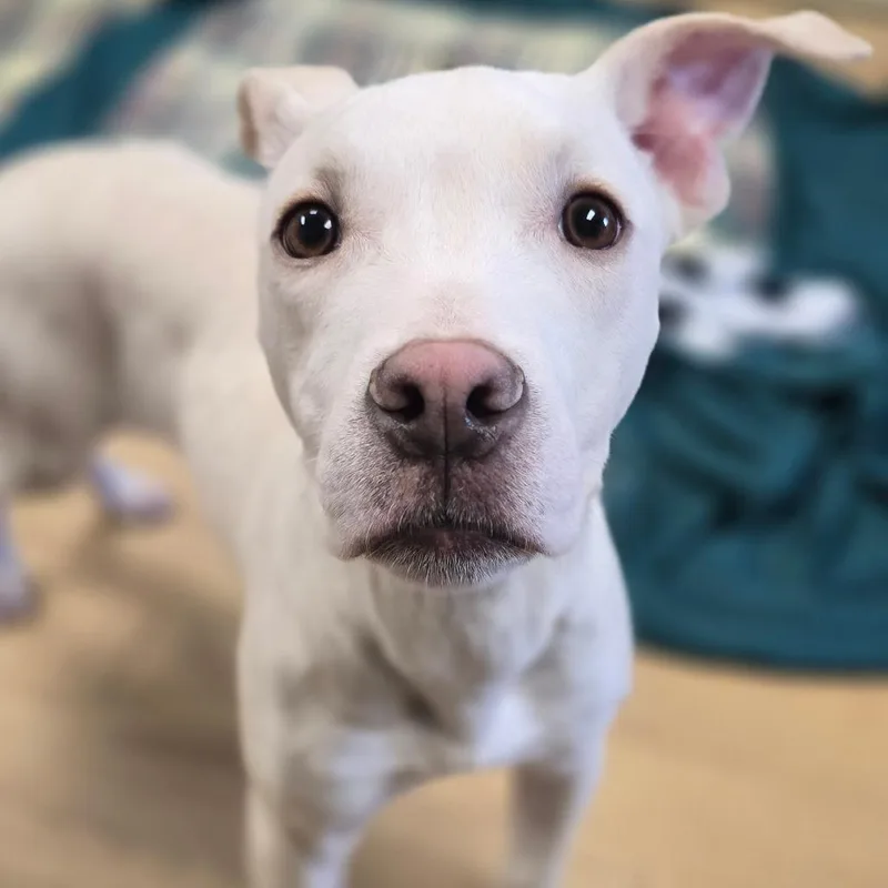 Pistachio thumbnail 3