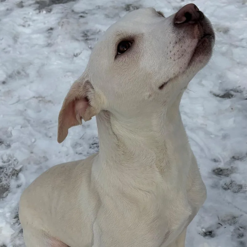 Pistachio thumbnail 4