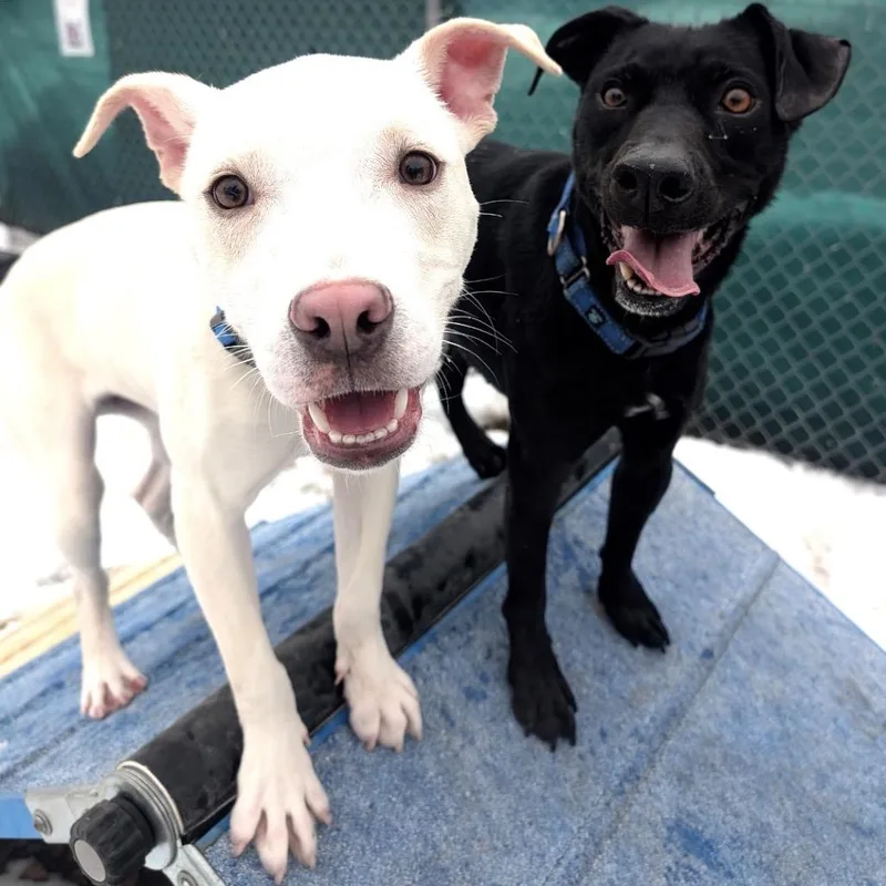 Pistachio thumbnail 6