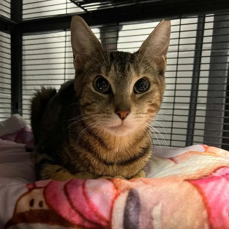 An adult medium-sized female Domestic Short Hair cat named Scarlett for adoption in Hampton Bays, NY