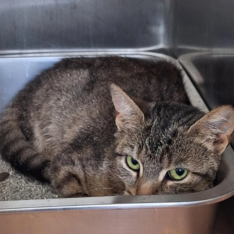 An adult medium-sized female Domestic Short Hair cat named Vintage for adoption in Attica, NY