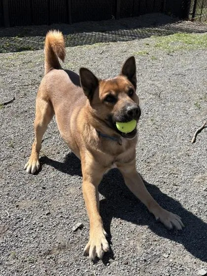 Rocky Balboa thumbnail 2