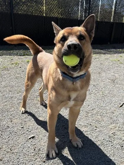 Rocky Balboa thumbnail 3