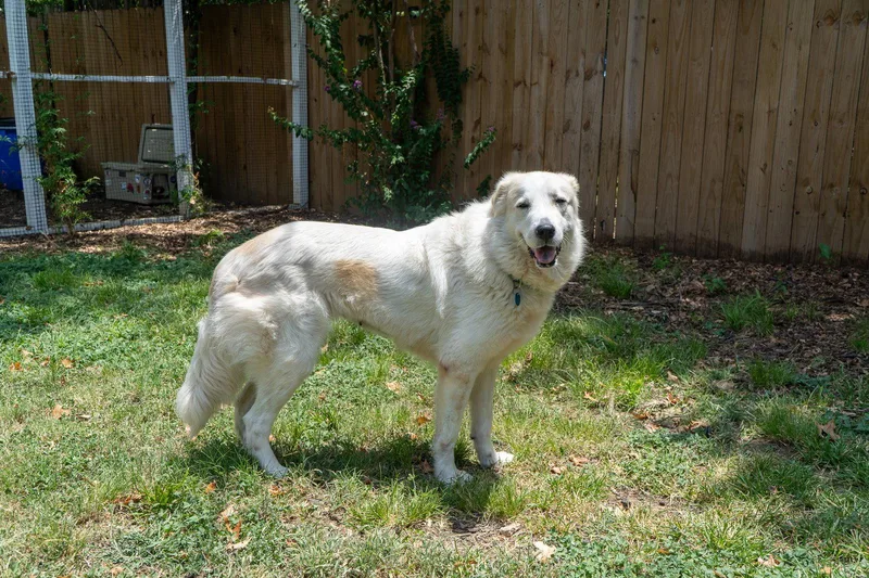 An adult medium-sized female Great Pyrenees dog named Luna for adoption in Garland, TX