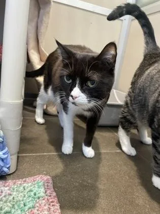 A senior small-sized female Domestic Short Hair cat named Wendy for adoption in Bellevue, WA