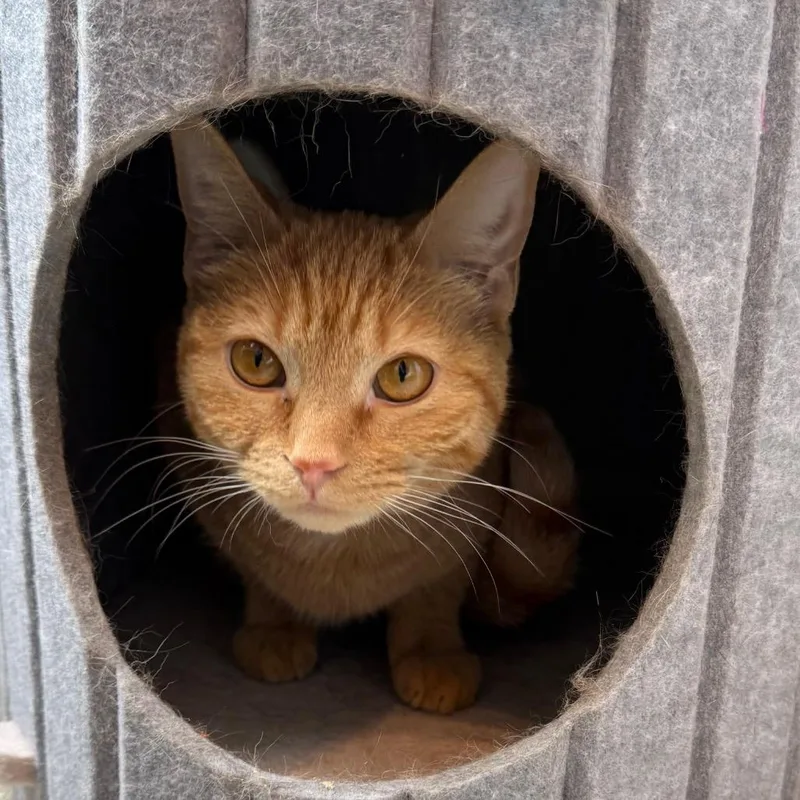 An adult medium-sized female Orange / Red Domestic Short Hair cat named Wachiwi for adoption in Chicago, IL