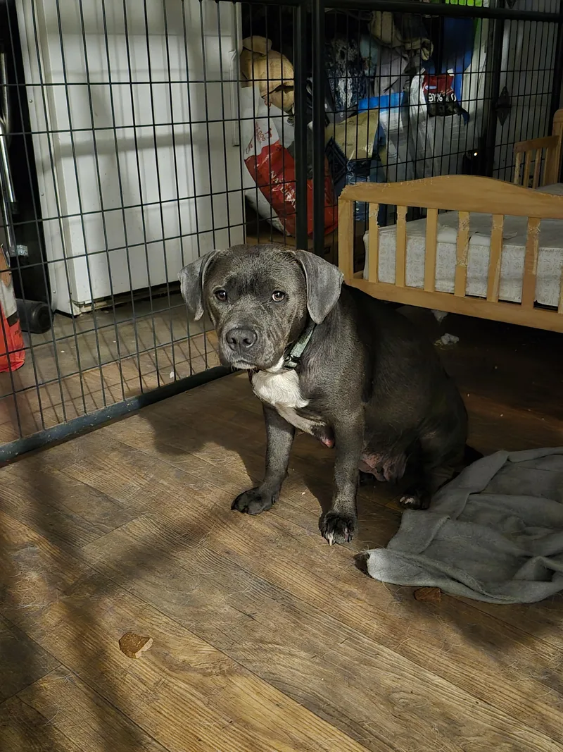 A young medium-sized female Gray / Blue / Silver Pit Bull Terrier dog named Lani for adoption in Olympia, WA