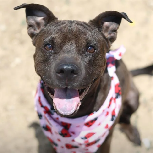 An adult medium-sized female American Staffordshire Terrier dog named Lily for adoption in San Antonio, TX