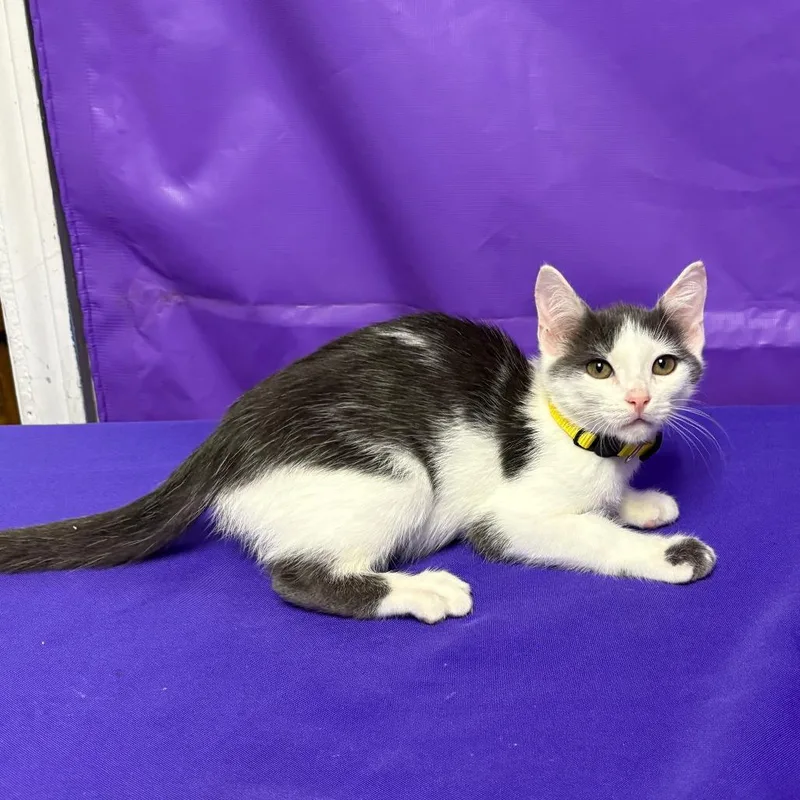 A baby small-sized female Domestic Short Hair cat named Bust for adoption in North Myrtle Beach, SC