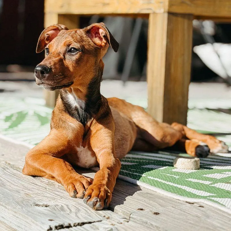 A young medium-sized female Mixed Breed dog named Matilda for adoption in Jackson, WY