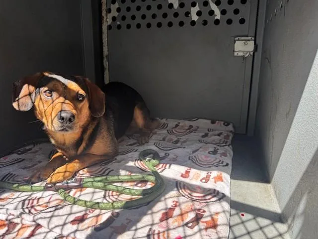 A young medium-sized male Beagle dog named Poncho for adoption in Downey, CA