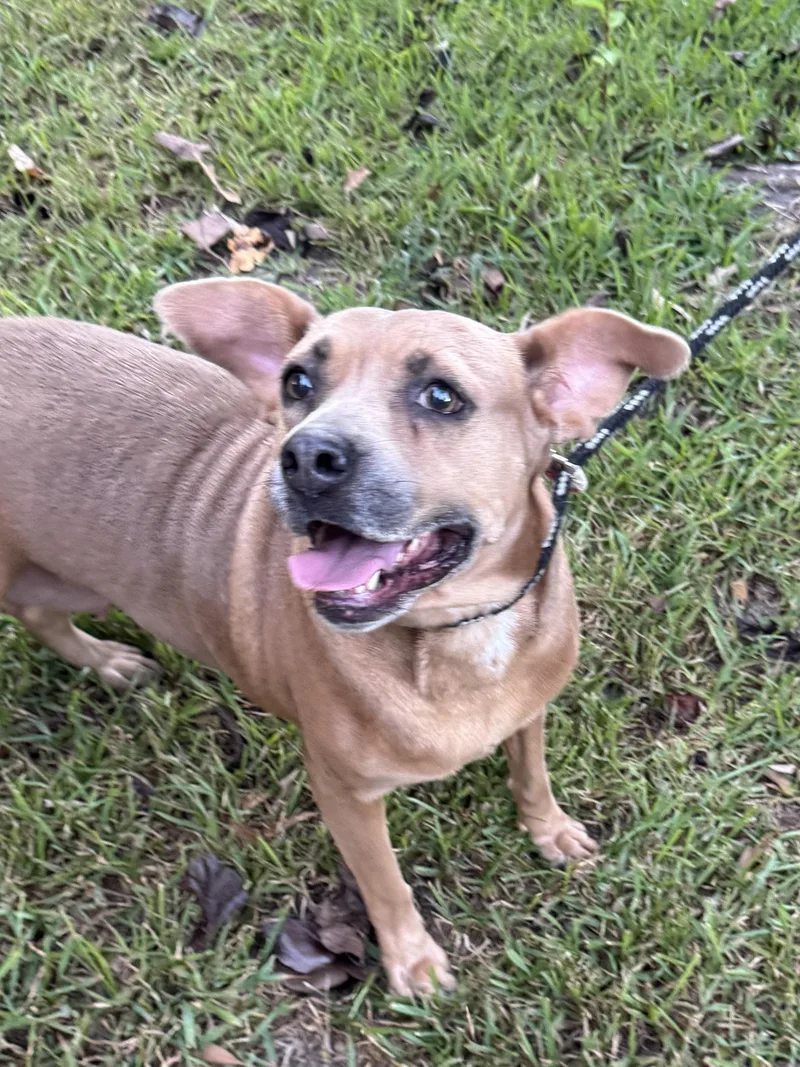 An adult medium-sized female Black Mouth Cur dog named Dizzy for adoption in Alexandria, LA