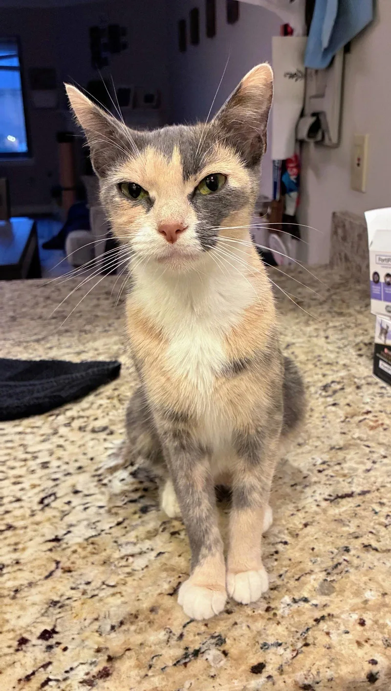 A young medium-sized female Domestic Short Hair cat named Giada for adoption in Leesburg, VA