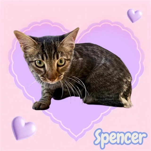 Spencer