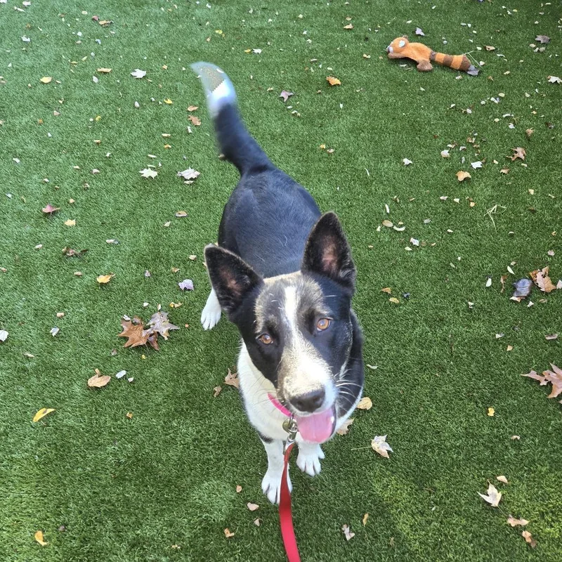 A young medium-sized female Border Collie dog named Cookie for adoption in Briarcliff Manor, NY