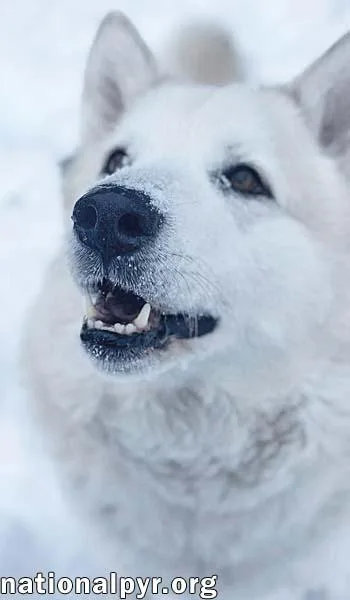 Milo In Pa  thumbnail 2