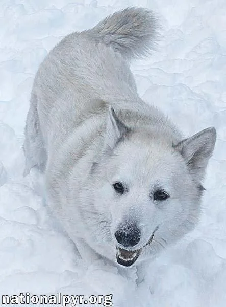 Milo In Pa  thumbnail 3