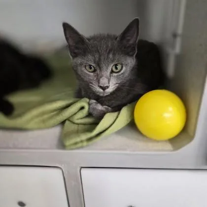 A baby small-sized female Domestic Short Hair cat named Princess for adoption in Sacramento, CA