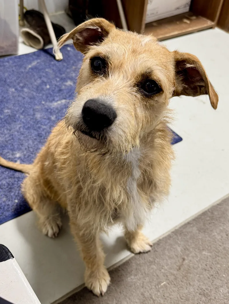 An adult medium-sized female Golden Wirehaired Terrier dog named MoMo for adoption in Hartford, KY