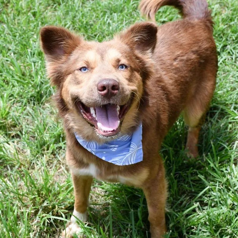 A young medium-sized male Brown / Chocolate Australian Cattle Dog / Blue Heeler dog named Herbie for adoption in Beaumont, TX
