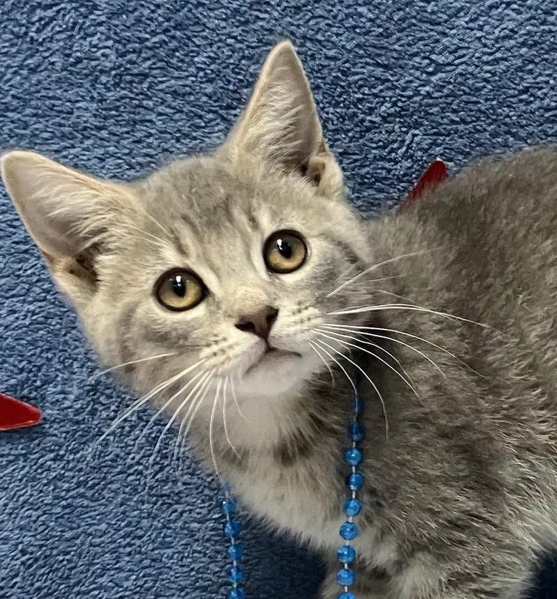 A baby medium-sized female Domestic Short Hair cat named Fresca for adoption in Dublin, OH