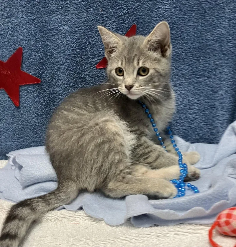 Fresca thumbnail 2