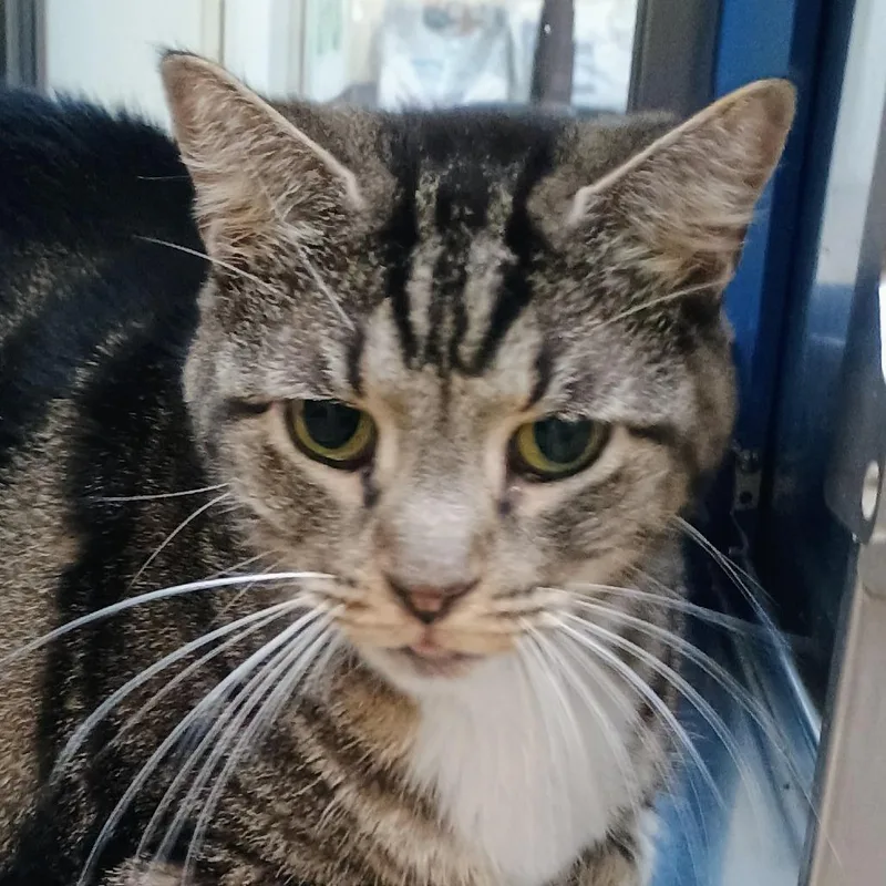A senior large-sized female Brown / Chocolate Domestic Short Hair cat named Melissa for adoption in Palestine, TX