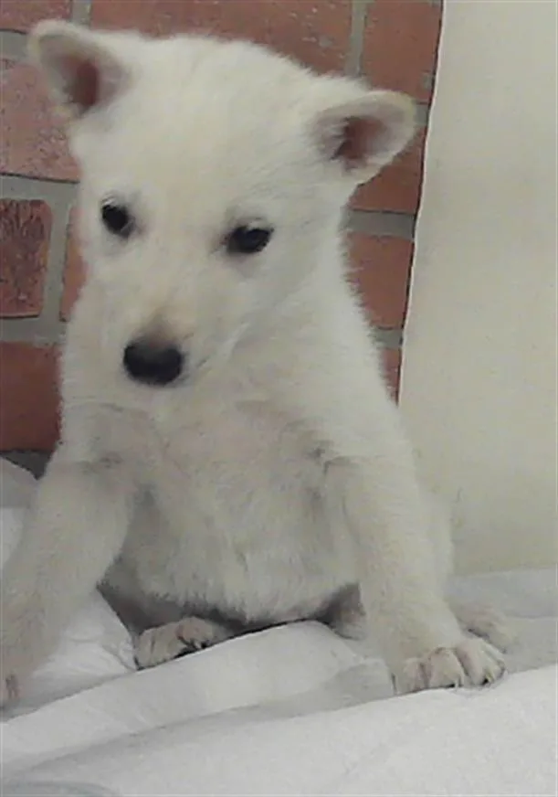 A baby small-sized female German Shepherd Dog dog named Sadie for adoption in Houston, TX
