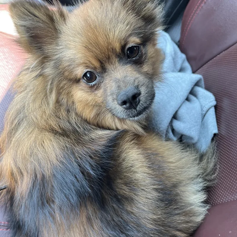 An adult small-sized male Brown / Chocolate Pomeranian dog named Dylan for adoption in Mount Gilead, NC