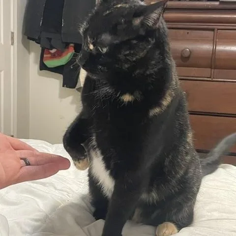 Francine