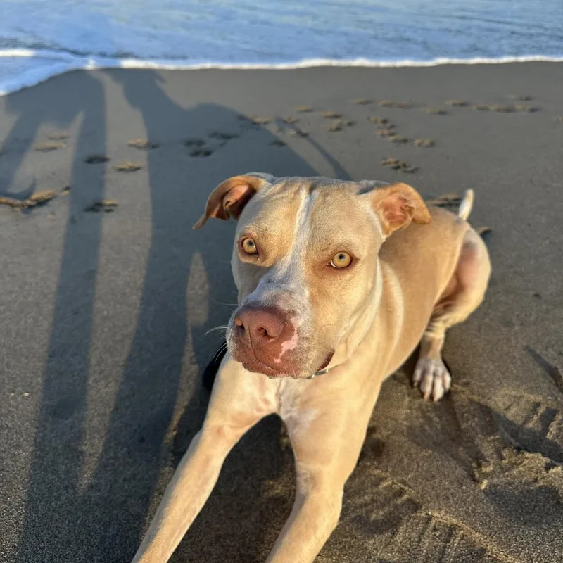 A young large-sized female American Staffordshire Terrier dog named Luna for adoption in Fort Pierce, FL