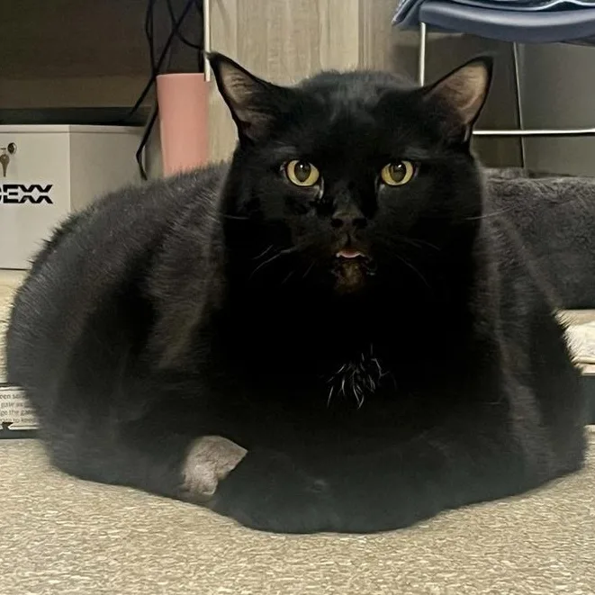 A senior extra large-sized male Domestic Short Hair cat named Nick for adoption in Prince Frederick, MD