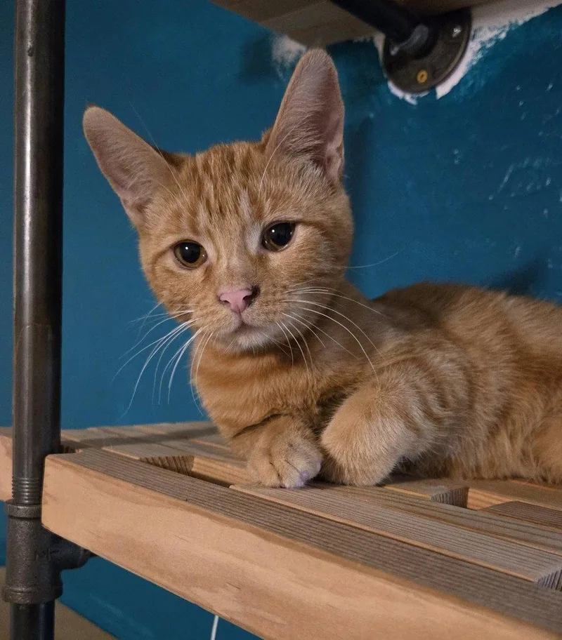A young medium-sized male Domestic Short Hair cat named Gilly for adoption in Phoenix, AZ