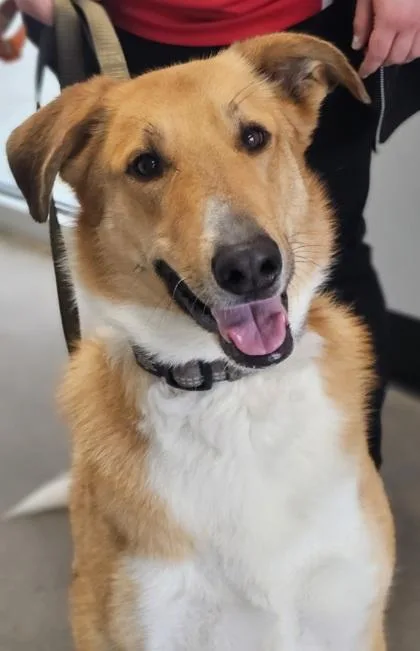 Rex