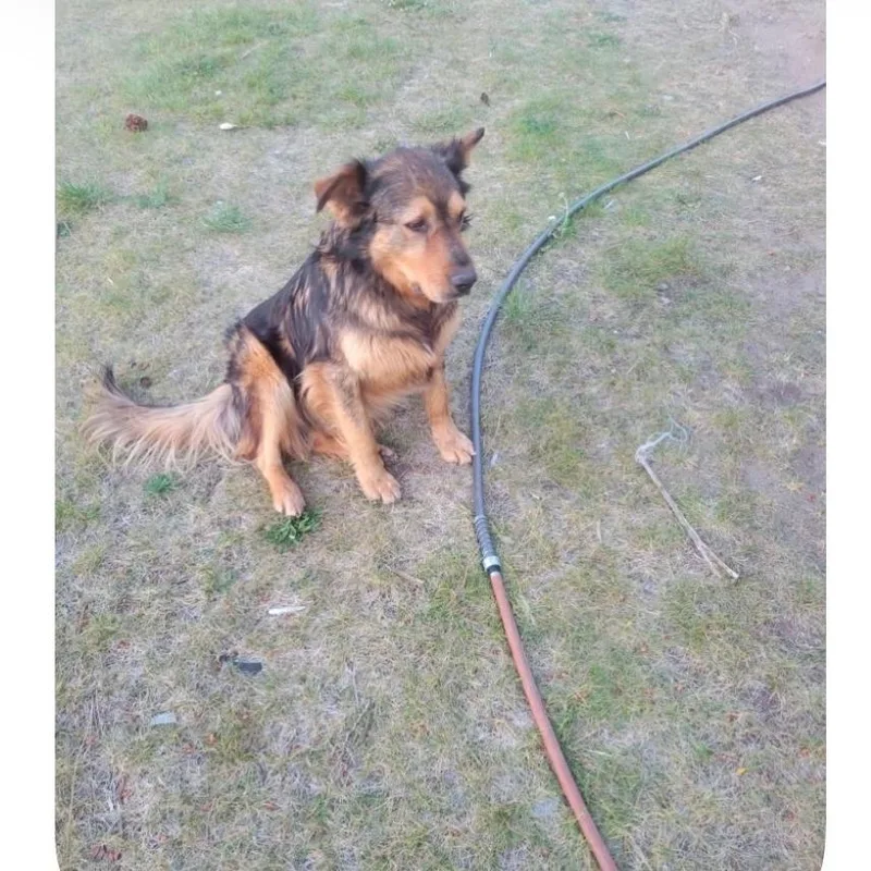 An adult large-sized female Black German Shepherd Dog dog named Kacey for adoption in Tacoma, WA