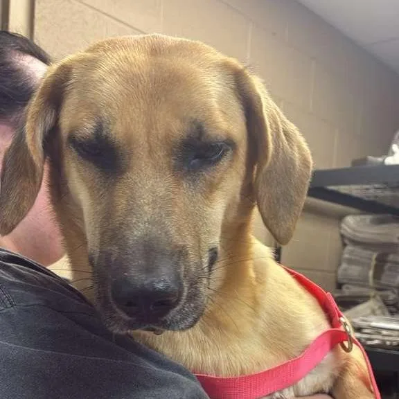 An adult medium-sized female Yellow / Tan / Blond / Fawn Mixed Breed dog named Kenya for adoption in Gadsden, AL