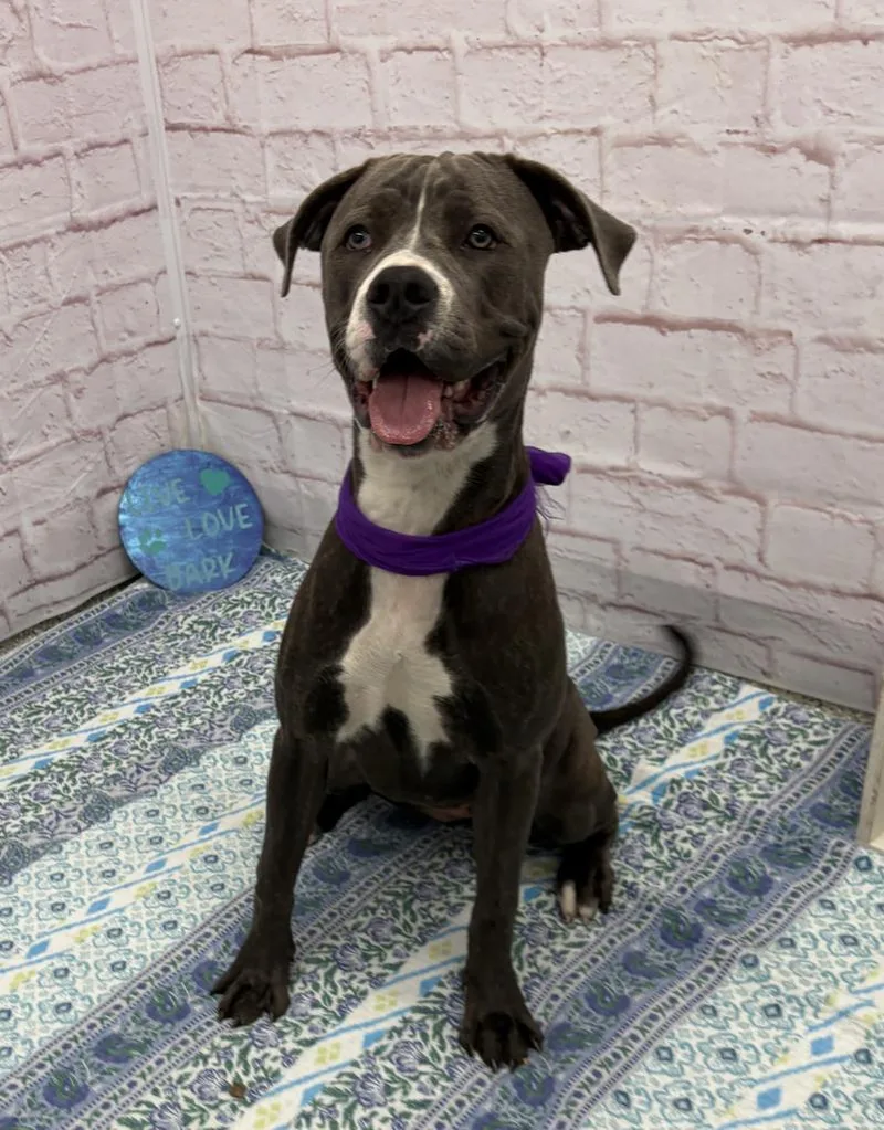 A young large-sized female Great Dane dog named Mukluk for adoption in Detroit, MI