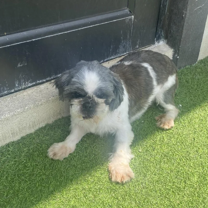 A senior small-sized female White / Cream Shih Tzu dog named Callie Cakes for adoption in LOXAHATCHEE, FL