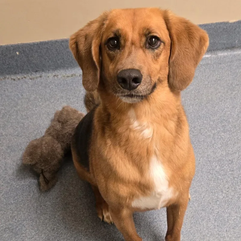 An adult medium-sized female Tricolor (Brown, Black, & White) Hound dog named Honey for adoption in Suffolk, VA